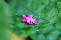 夏の花　～サルスベリ