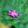 夏の花　～サルスベリ