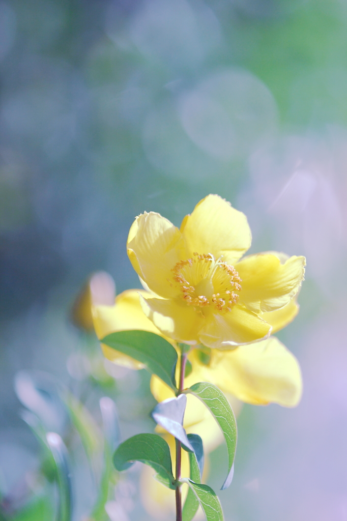 初夏の花　～ヒペリクム・ヒドコート