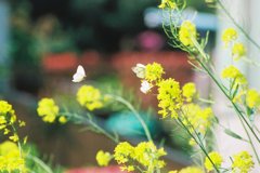 花から花へ