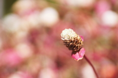 秋の花　～レッドフラッシュ