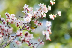 ひらり　花びら