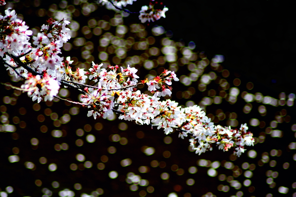 もうひとつの花模様