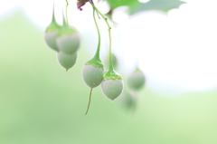 翠の雨