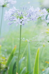 夏の花　～アガパンサス