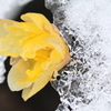 残雪