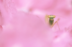 紫陽花のゆりかご