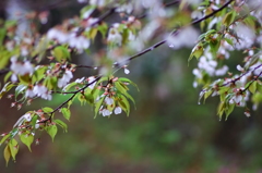 花散らしの雨