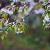 花散らしの雨