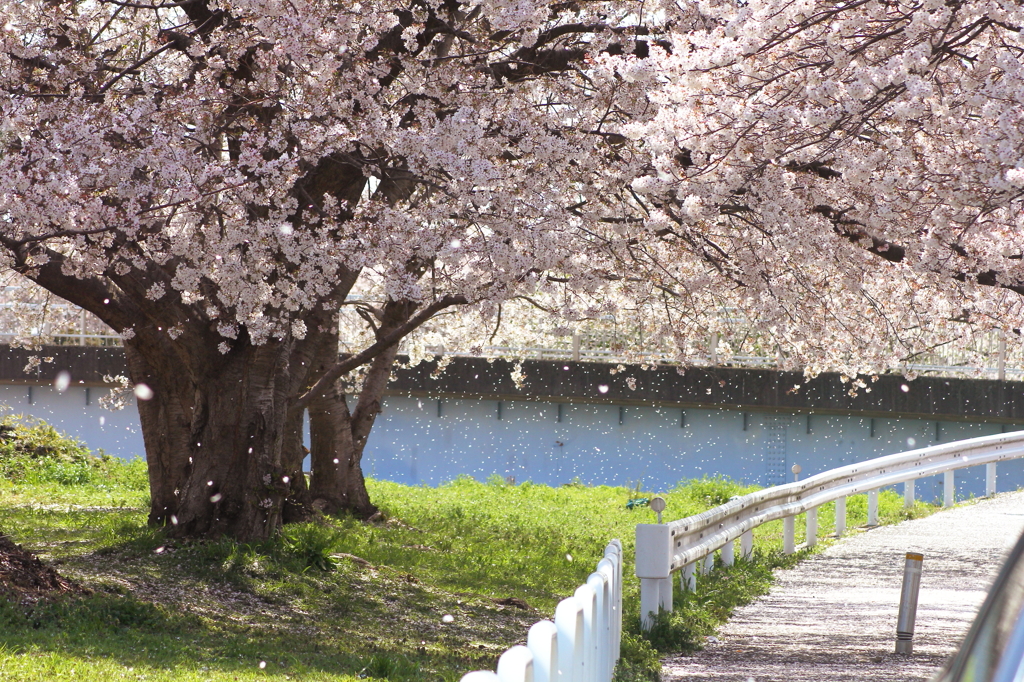 桜風舞