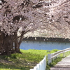 桜風舞