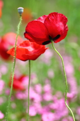 春の花　ポピー