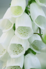 初夏の花　～ジギタリス・タプシー（白）