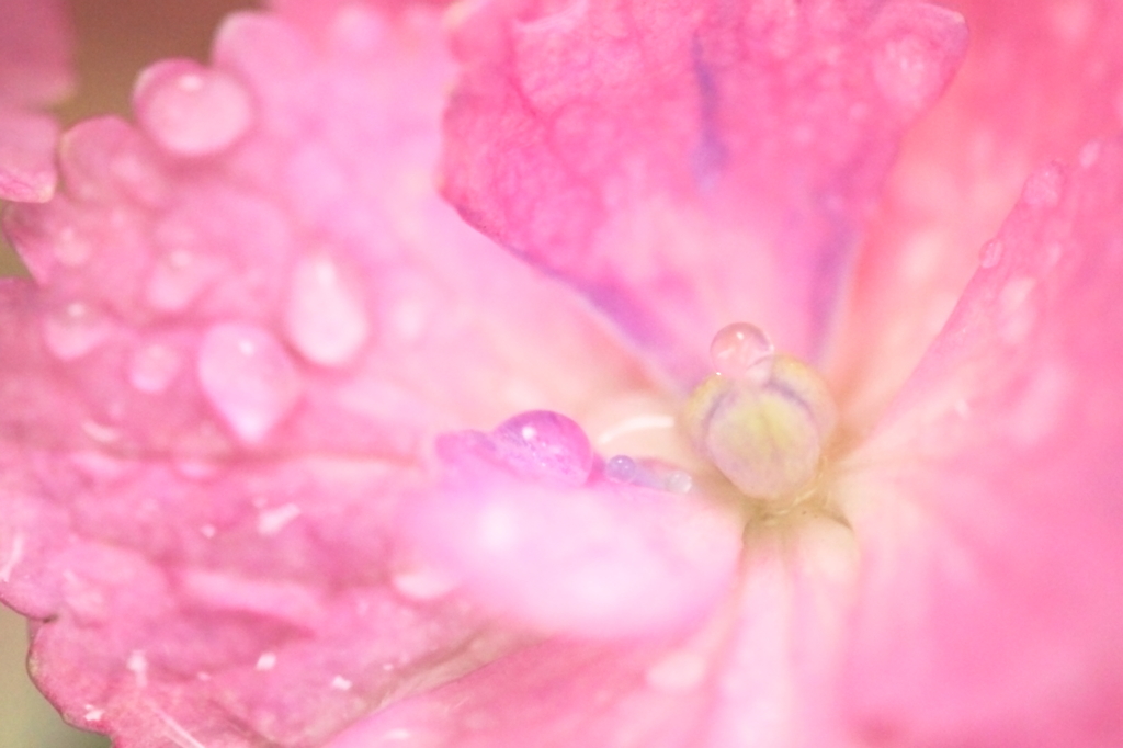 梅雨の花　～あじさい