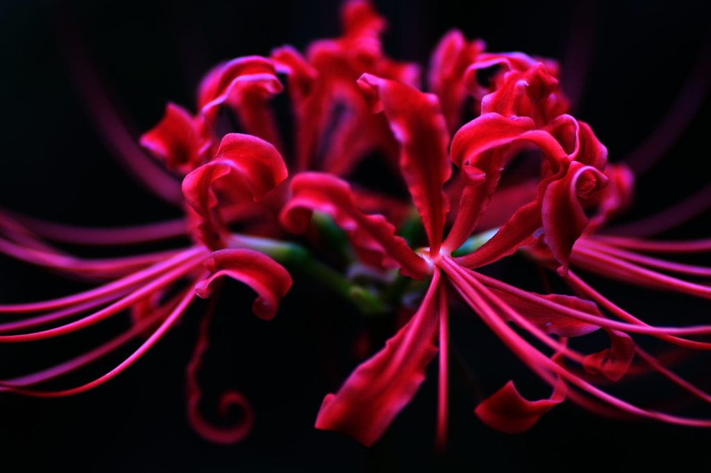 秋の花　～曼珠沙華