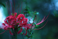 秋の花　～曼珠沙華