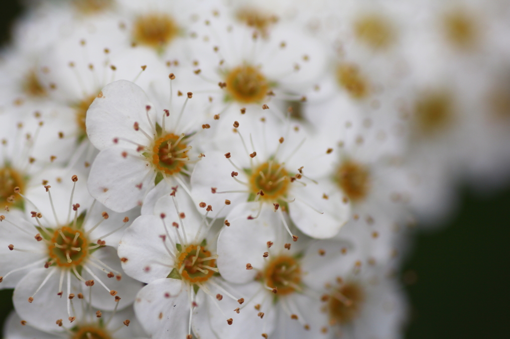 春の花　～黄金コデマリ