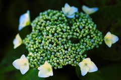 夏の花　～紫陽花