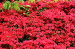 春の花　～つつじ