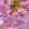 日本の花「河津さくら」