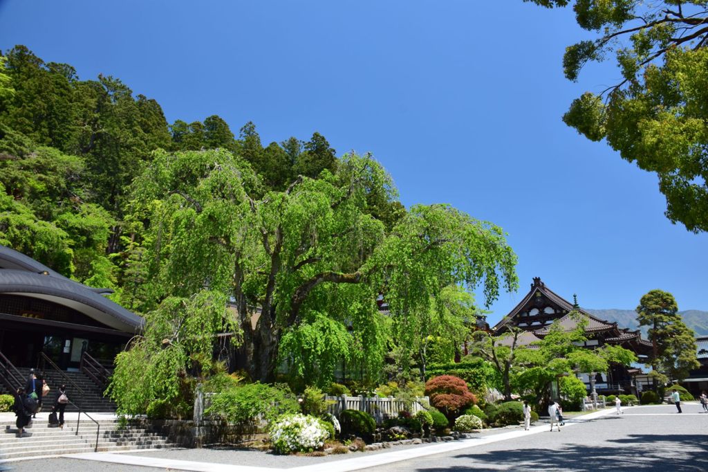 新緑のしだれ桜