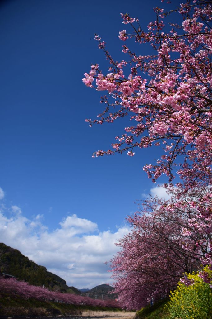 空とサクラ