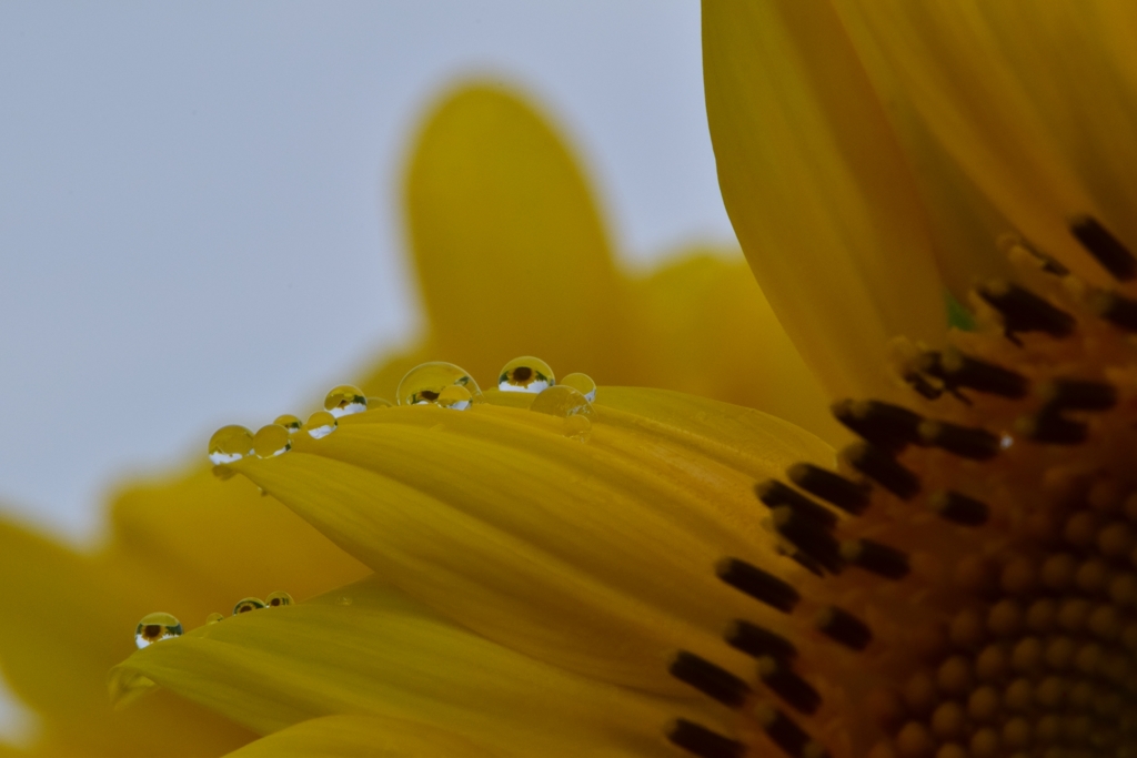 雨粒の宝石