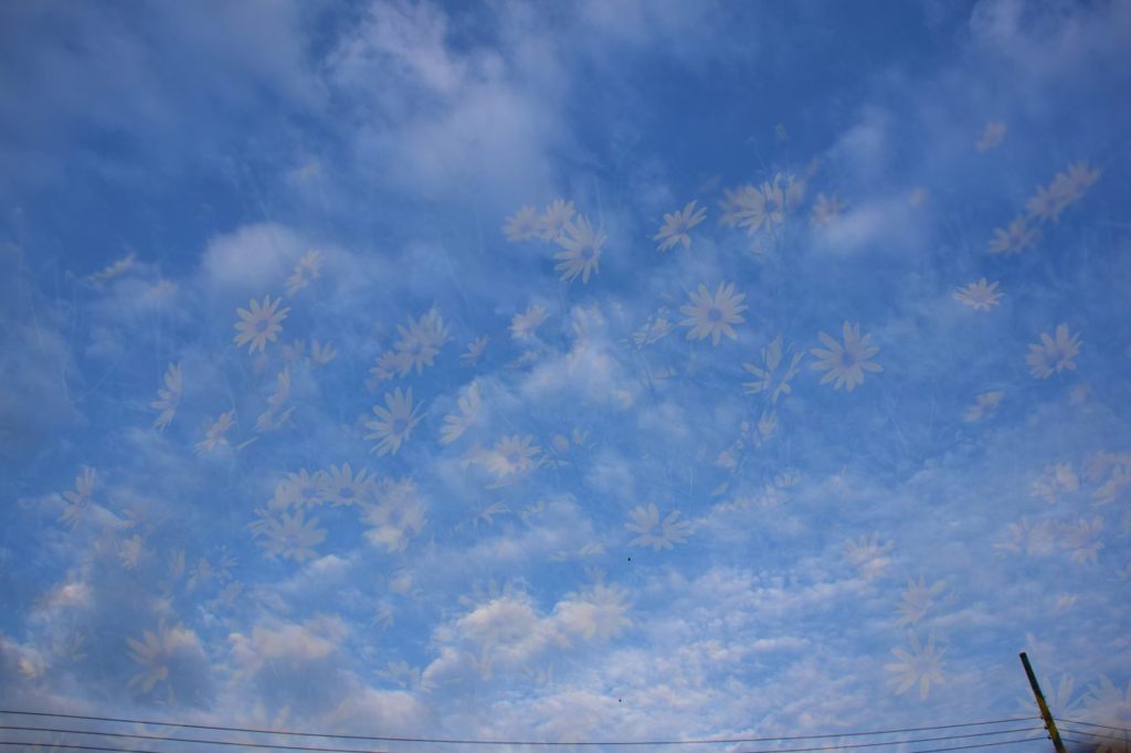 空模様と花