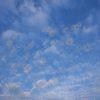 空模様と花