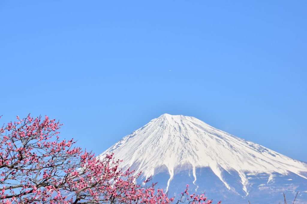 梅と共に