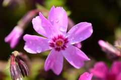 芝桜