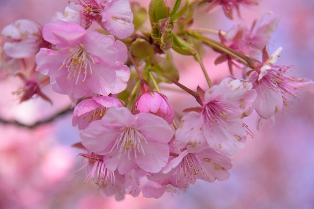 桜咲く