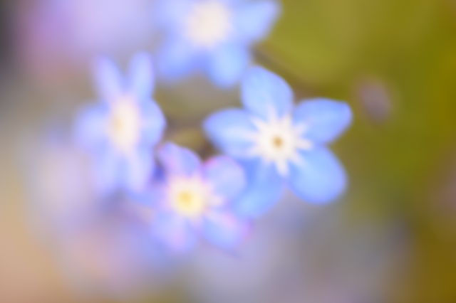 わすれな草