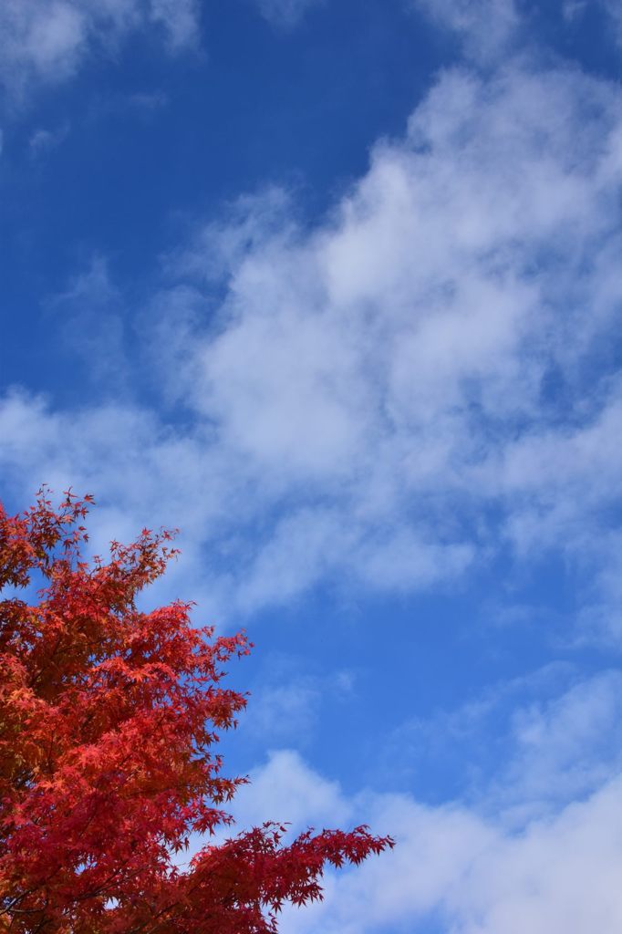 もみじと空