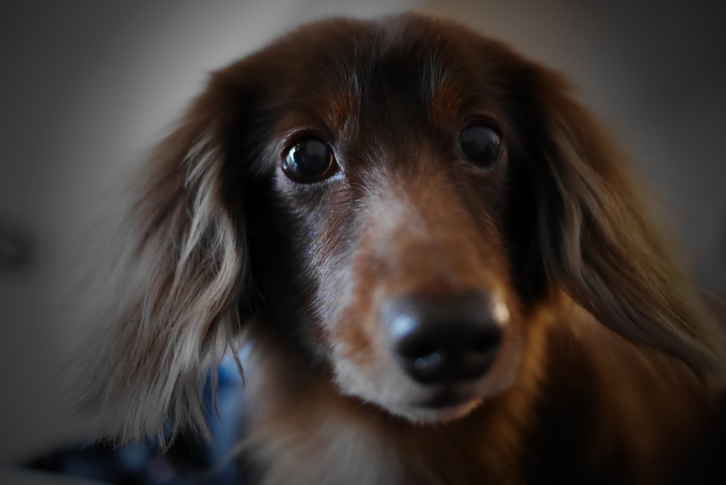 Low-key DOG
