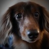 Low-key DOG