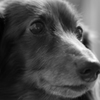 笑犬