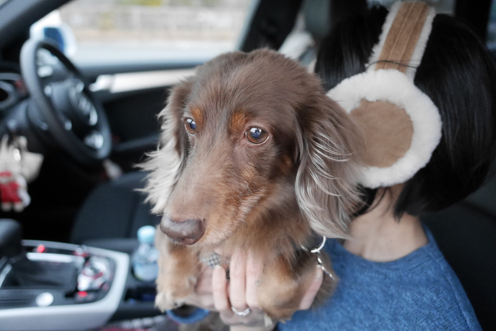 Drive a GOGO!