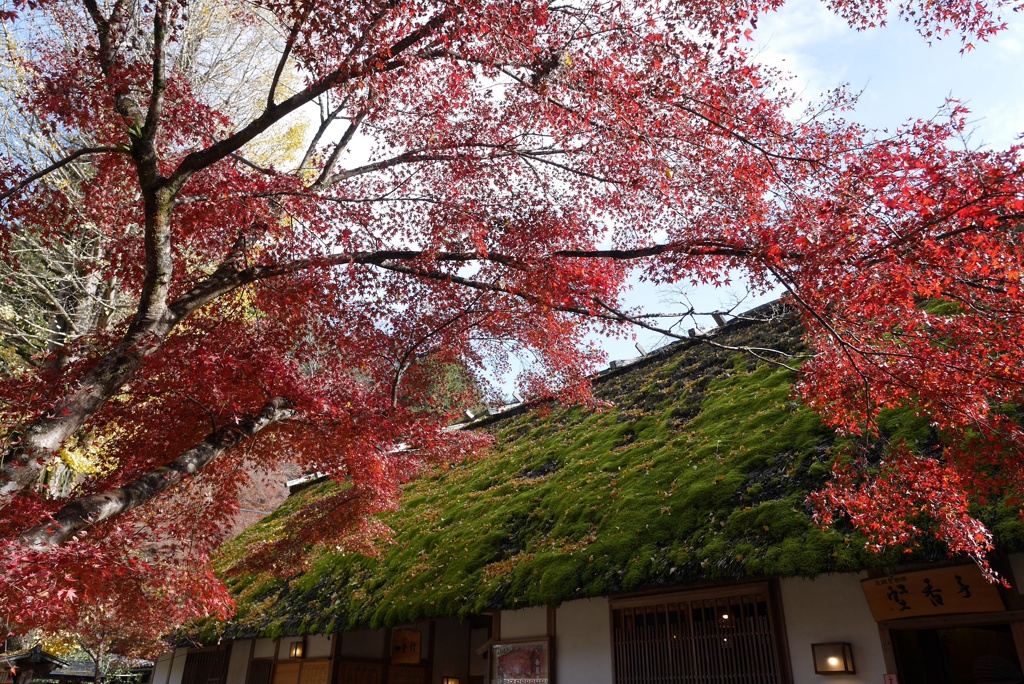 紅葉の見納め
