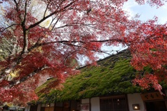 紅葉の見納め