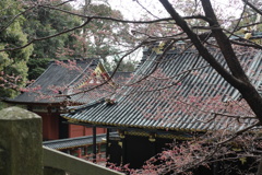 東照宮　寒桜