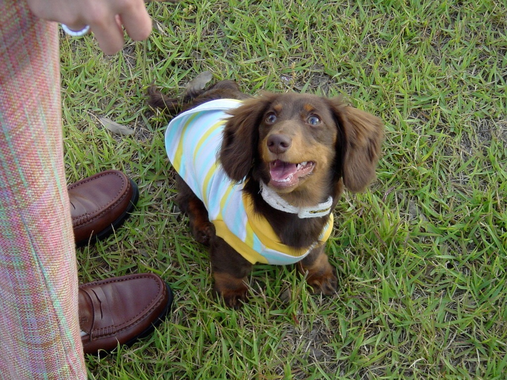 子犬の頃