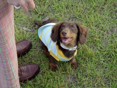 子犬の頃