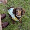 子犬の頃