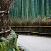 竹林の道