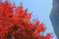 赤紅葉