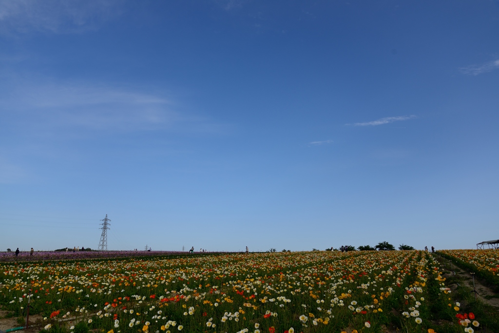 花ひろば