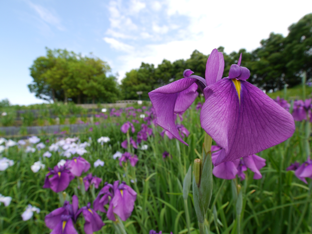 菖蒲