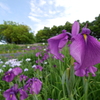 菖蒲