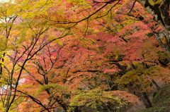 紅葉　～香嵐渓～